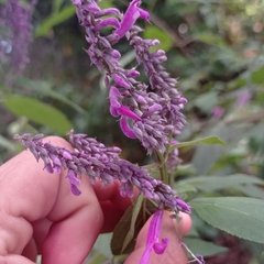 Salvia purpurea