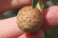 Atrusca brevipennata