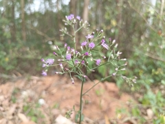 Cyanthillium cinereum
