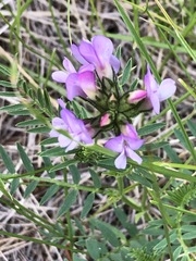 Astragalus agrestis