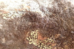 Pseudephebe pubescens