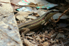 Eutropis rudis