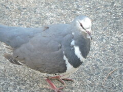 Leucosarcia melanoleuca