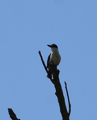 Todiramphus sanctus vagans