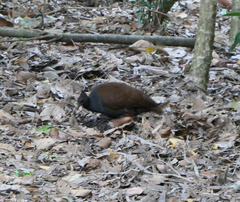 Megapodius reinwardt