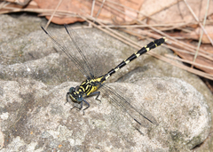 Hemigomphus heteroclytus