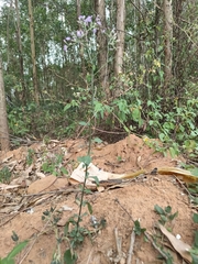 Cyanthillium cinereum
