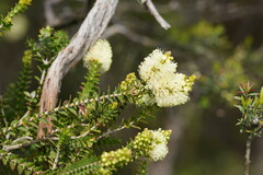 Melaleuca squarrosa