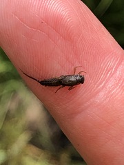 Ephemerellidae