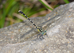 Hemigomphus heteroclytus