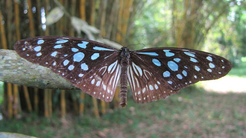 Blue Monarch