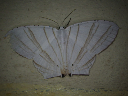 Dissoprumna erycinaria