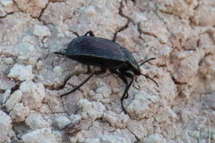 Eleodes suturalis