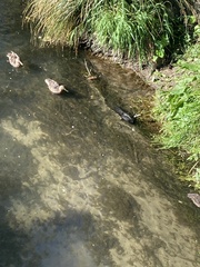 Microcarbo melanoleucos brevirostris