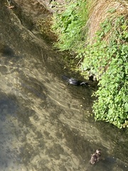 Microcarbo melanoleucos brevirostris