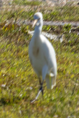 Bubulcus ibis
