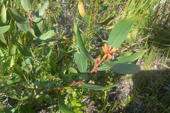 Persoonia confertiflora