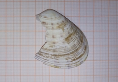 Ezocallista brevisiphonata