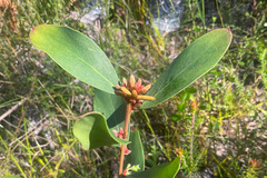 Persoonia confertiflora