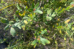 Persoonia confertiflora