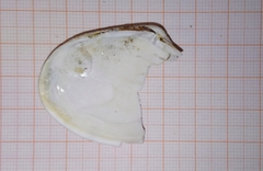 Ezocallista brevisiphonata