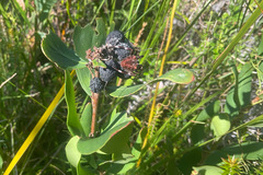 Persoonia confertiflora
