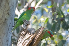 Glossopsitta concinna