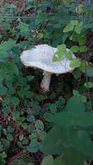 Amanita advena