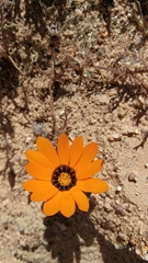 Dimorphotheca pinnata
