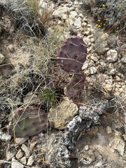 Opuntia azurea
