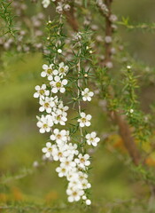 Leptospermum continentale
