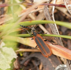 Pseudolycus marginatus