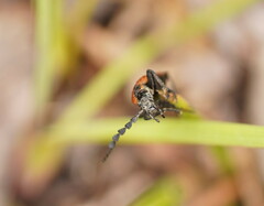 Pseudolycus marginatus