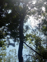 Dalbergia granadillo