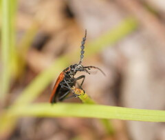 Pseudolycus marginatus