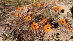 Dimorphotheca pinnata