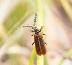 Pseudolycus marginatus