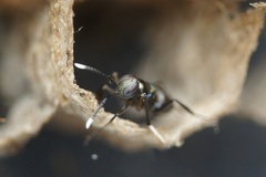 Homalotylus hemipterinus