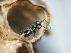 Homalotylus hemipterinus