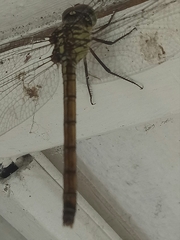 Lathrecista asiatica