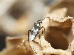 Homalotylus hemipterinus