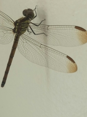 Lathrecista asiatica