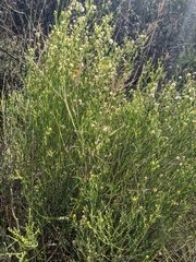 Chloracantha spinosa