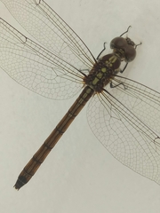 Lathrecista asiatica