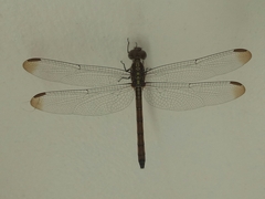Lathrecista asiatica