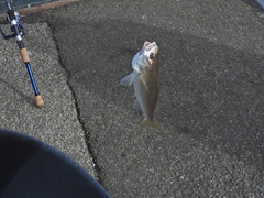 Genyonemus lineatus