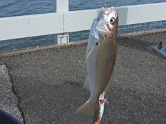 Genyonemus lineatus