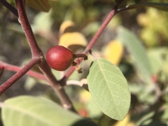 Frangula californica