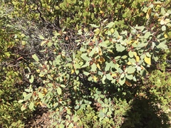 Frangula californica