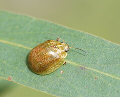 Paropsisterna cloelia